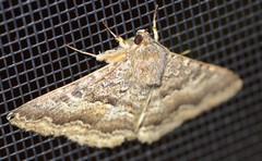 Eudesmeola lawsoni