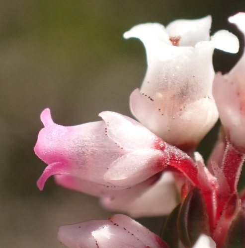 Image of Erica articularis by (c) Nicola van Berkel, some rights reserved (CC BY-SA)