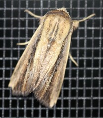 Leucania stenographa