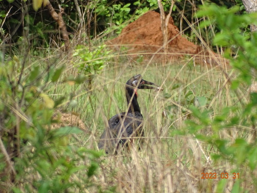 Abyssinian Ground-Hornbill