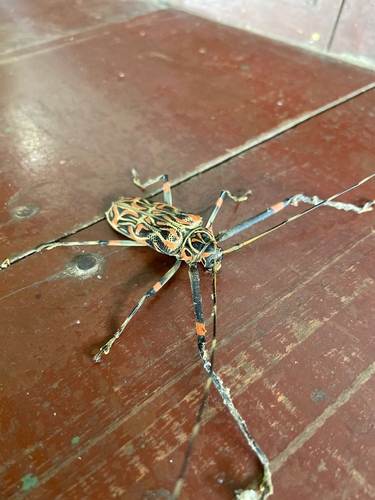 Harlequin Beetle