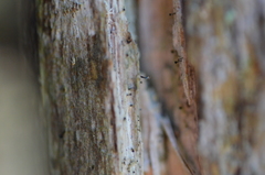 Chaenotheca xyloxena