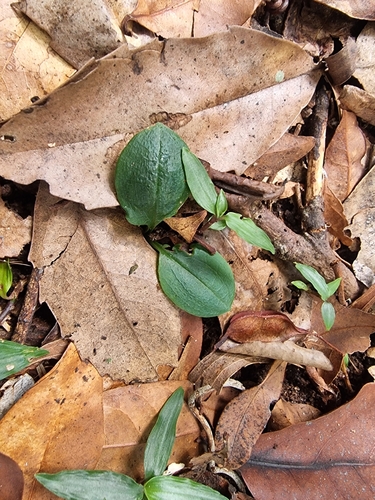Image of Pterostylis hildae by (c) Richard Dimon, some rights reserved (CC BY)