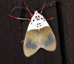 Amerila crokeri