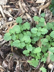 Lamium amplexicaule