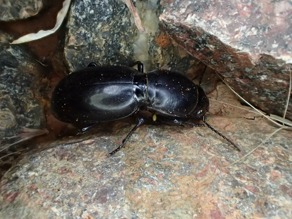 Brithysternus
