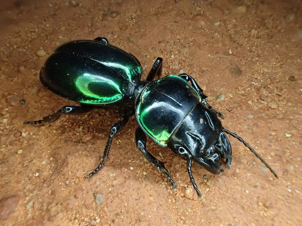 Carenum habitans