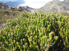 Sorocephalus lanatus