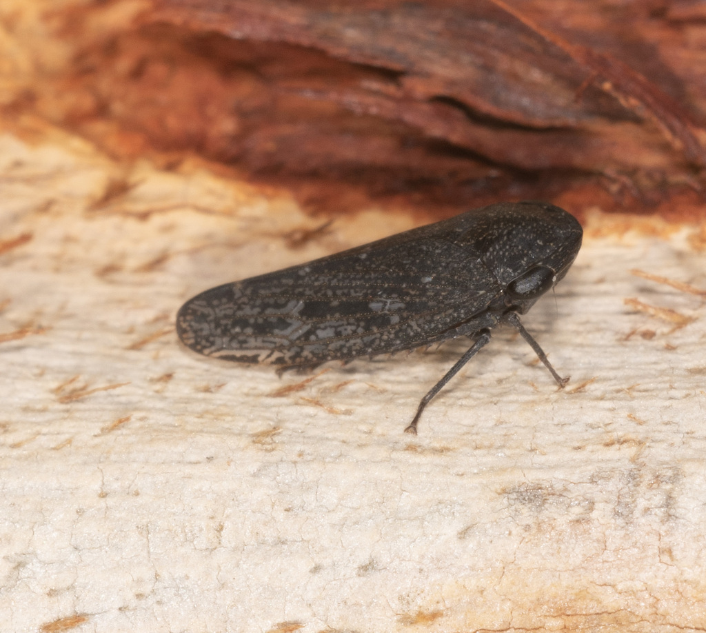 Putoniessa nigrella