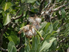 Kleinia grandiflora, photograph (c) Daniel Cahen, some rights reserved (CC BY)