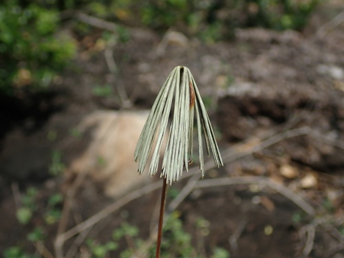 Image of Actiniopteris radiata by (c) Daniel Cahen, some rights reserved (CC BY)