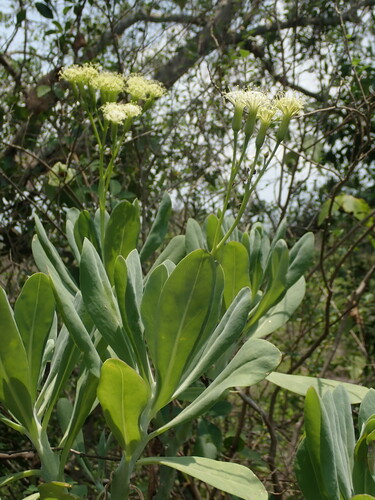 Kleinia grandiflora, photograph 5
