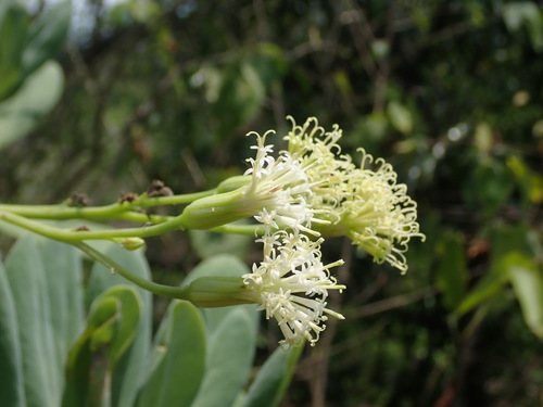 Kleinia grandiflora, photograph 2
