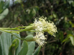 Kleinia grandiflora, photograph (c) Daniel Cahen, some rights reserved (CC BY)