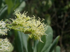 Kleinia grandiflora