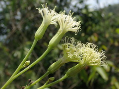 Kleinia grandiflora, photograph (c) Daniel Cahen, some rights reserved (CC BY)