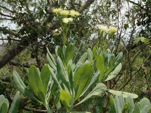 Kleinia grandiflora, photograph 4