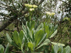 Kleinia grandiflora, photograph (c) Daniel Cahen, some rights reserved (CC BY)
