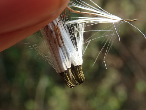Kleinia grandiflora, photograph 3