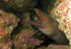 Panamic Green Moray photo 5