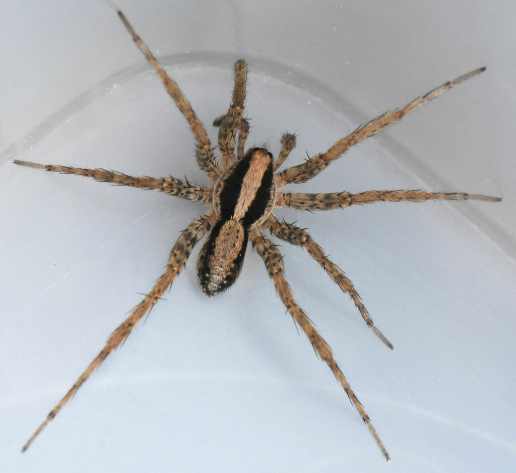 Schizocosa retrorsa