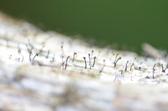 Chaenotheca brunneola