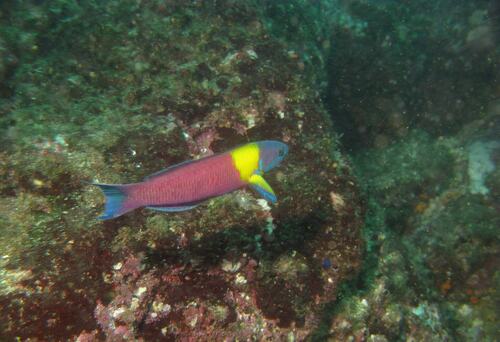 Cortez-regenbooglipvis (Thalassoma lucasanum) — Labridae