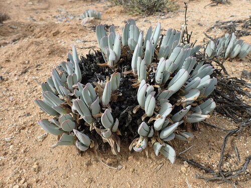 Mesembryanthemum candidissimum (Haw.) N.E.Br. 2