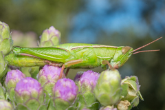 Aptenopedes sphenarioides