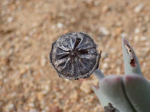 Cheiridopsis denticulata