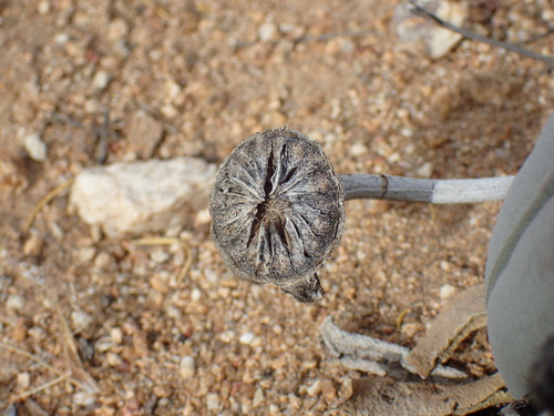 Cheiridopsis denticulata