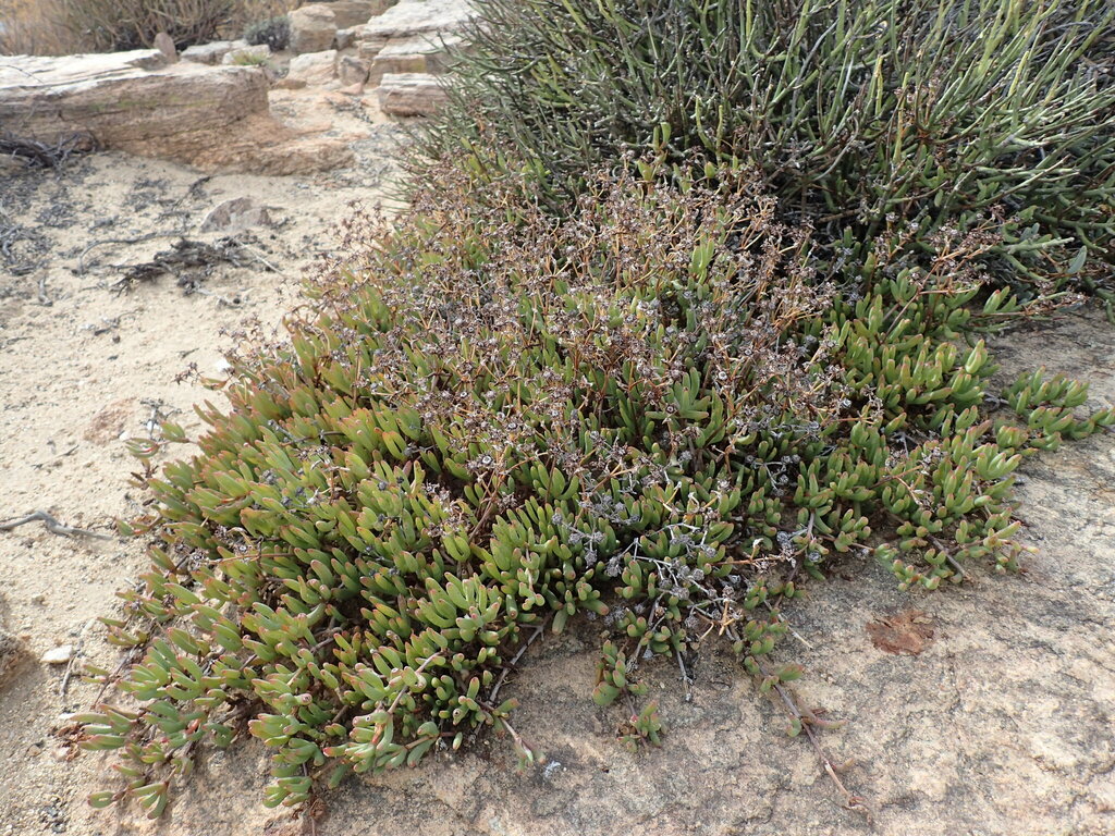 Ruschia viridifolia