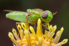 Hedriodiscus trivittatus