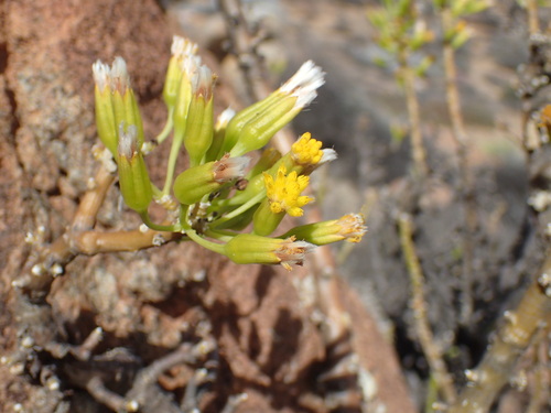 Image of Pork Babooncabbage by (c) Mahomed Desai, some rights reserved (CC BY)