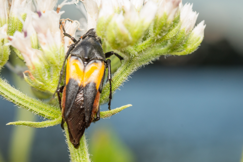 Macrosiagon flavipennis