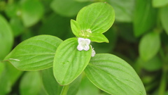 Spermacoce latifolia