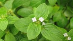 Spermacoce latifolia