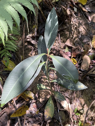 Ardisia sieboldii iNat (2)