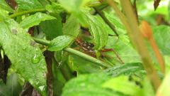 Cardiodactylus guttulus