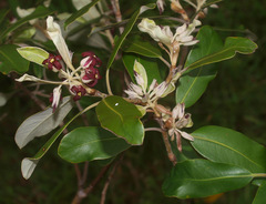Pittosporum ralphii