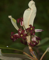 Pittosporum ralphii