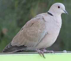 Streptopelia decaocto