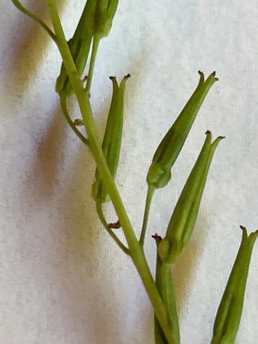 Triglochin bulbosa (Triglochin bulbosa)