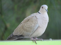 Streptopelia decaocto
