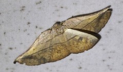Xenomusa metallica