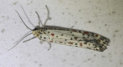Xenomusa metallica