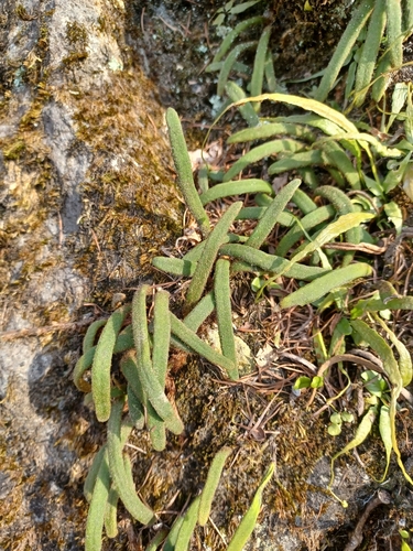 Pyrrosia linearifolia iNat (2)