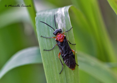 Dolerus germanicus etruscus