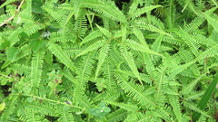 Dicranopteris