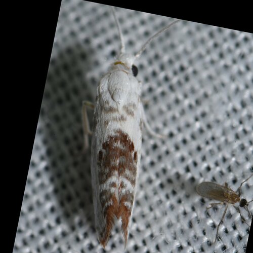 Eucatagma amyrisella